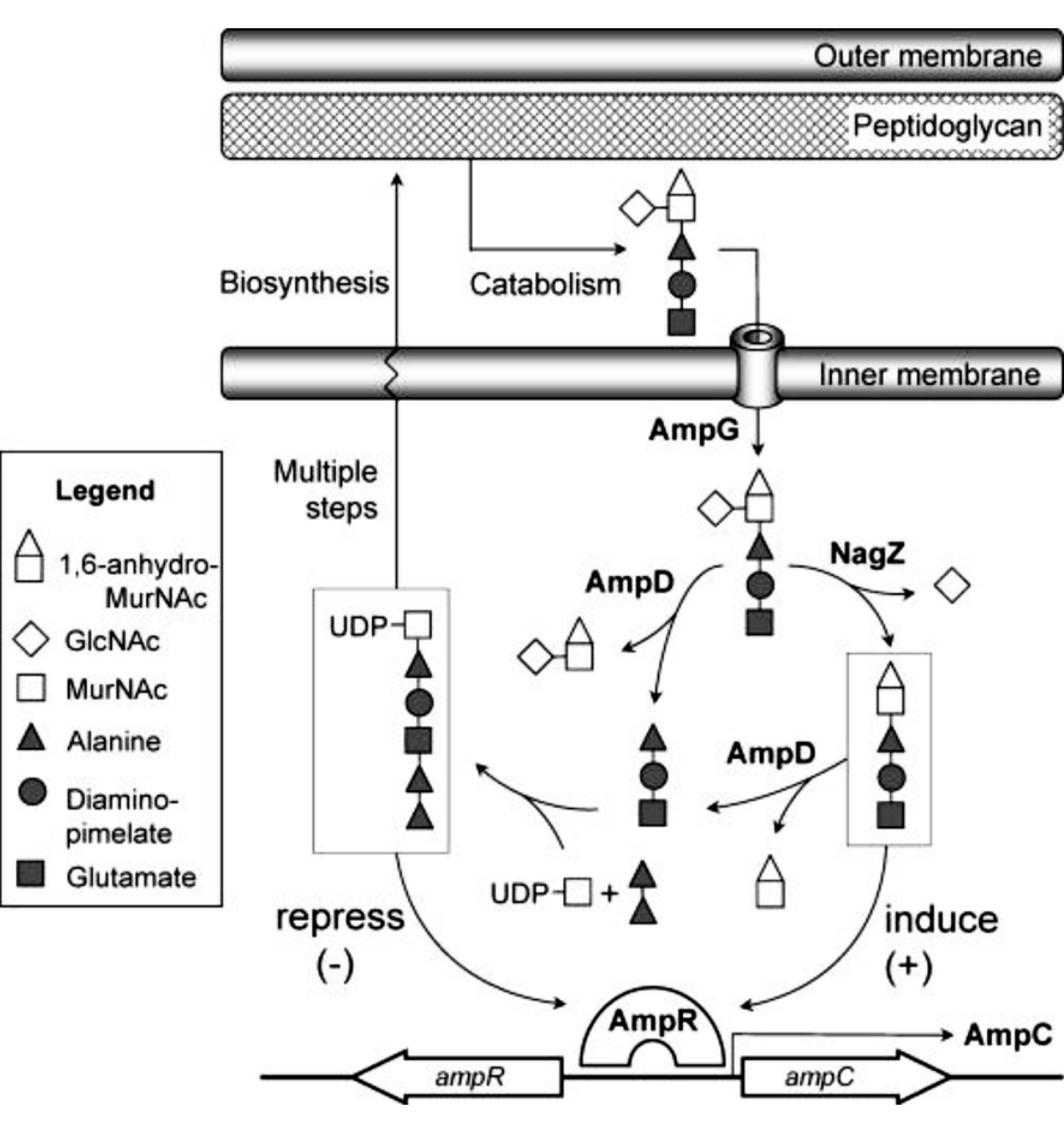 染色体介导AmpC β-内酰胺酶表达的分子
